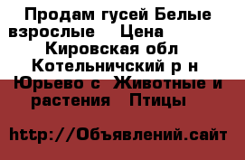 Продам гусей.Белые взрослые. › Цена ­ 3 000 - Кировская обл., Котельничский р-н, Юрьево с. Животные и растения » Птицы   
